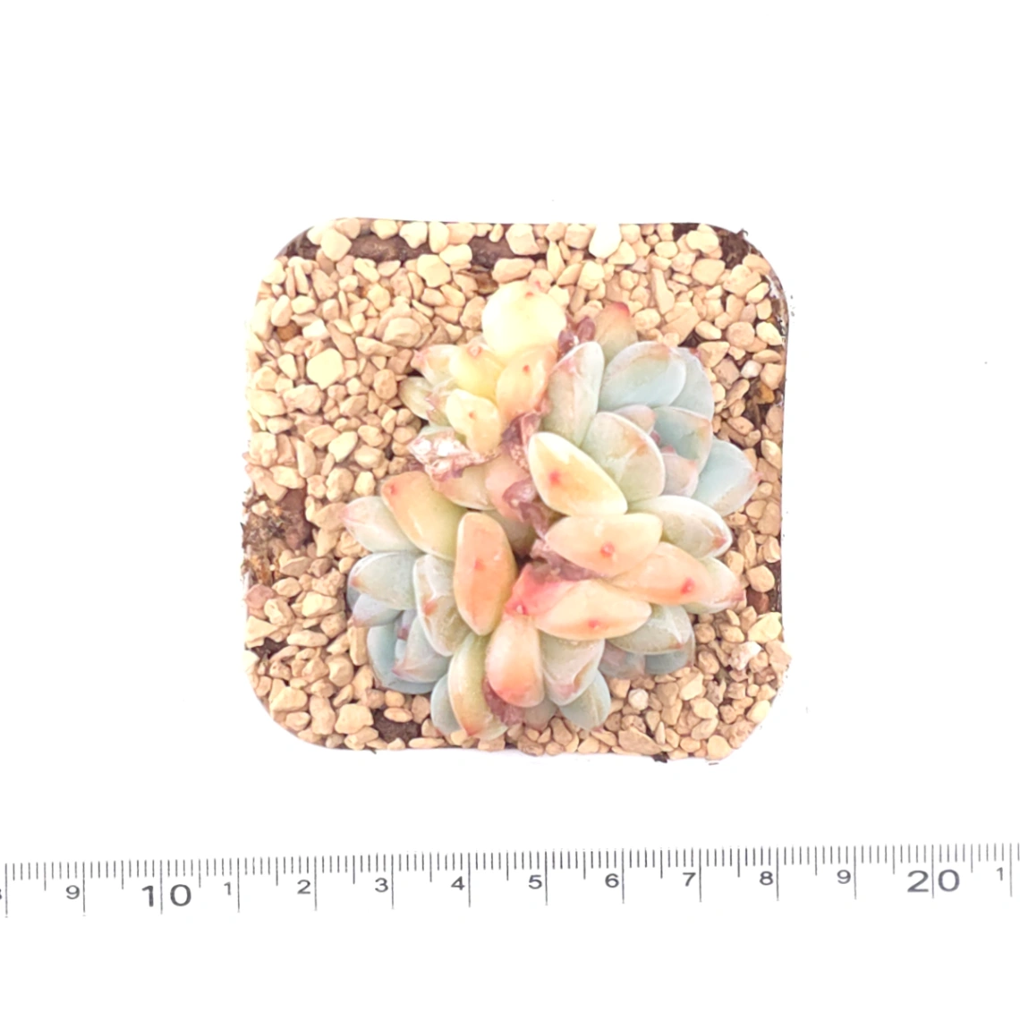 Echeveria ‘Ice Mountain’ | 冰山美人 thumbnail 4