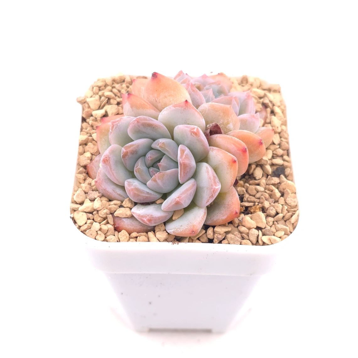 Echeveria ‘Ice Mountain’ | 冰山美人 thumbnail 2