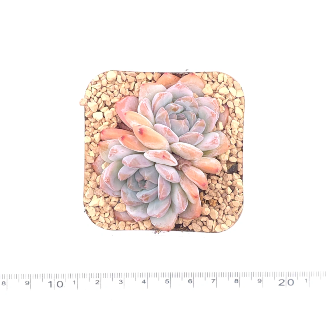 Echeveria ‘Ice Mountain’ | 冰山美人 thumbnail 4