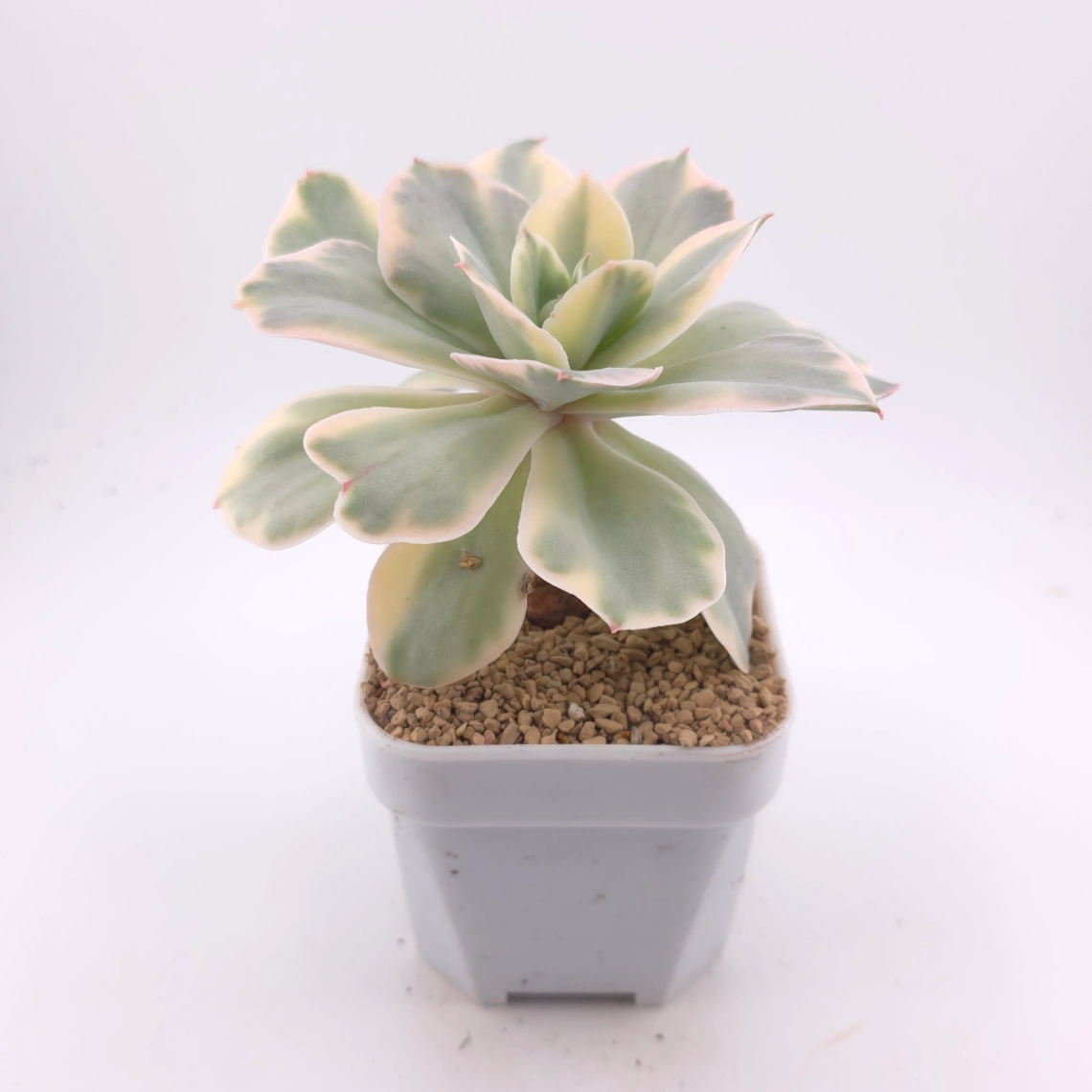 Echeveria ‘Japan Moon River’ variegated | 月亮河錦 thumbnail 3