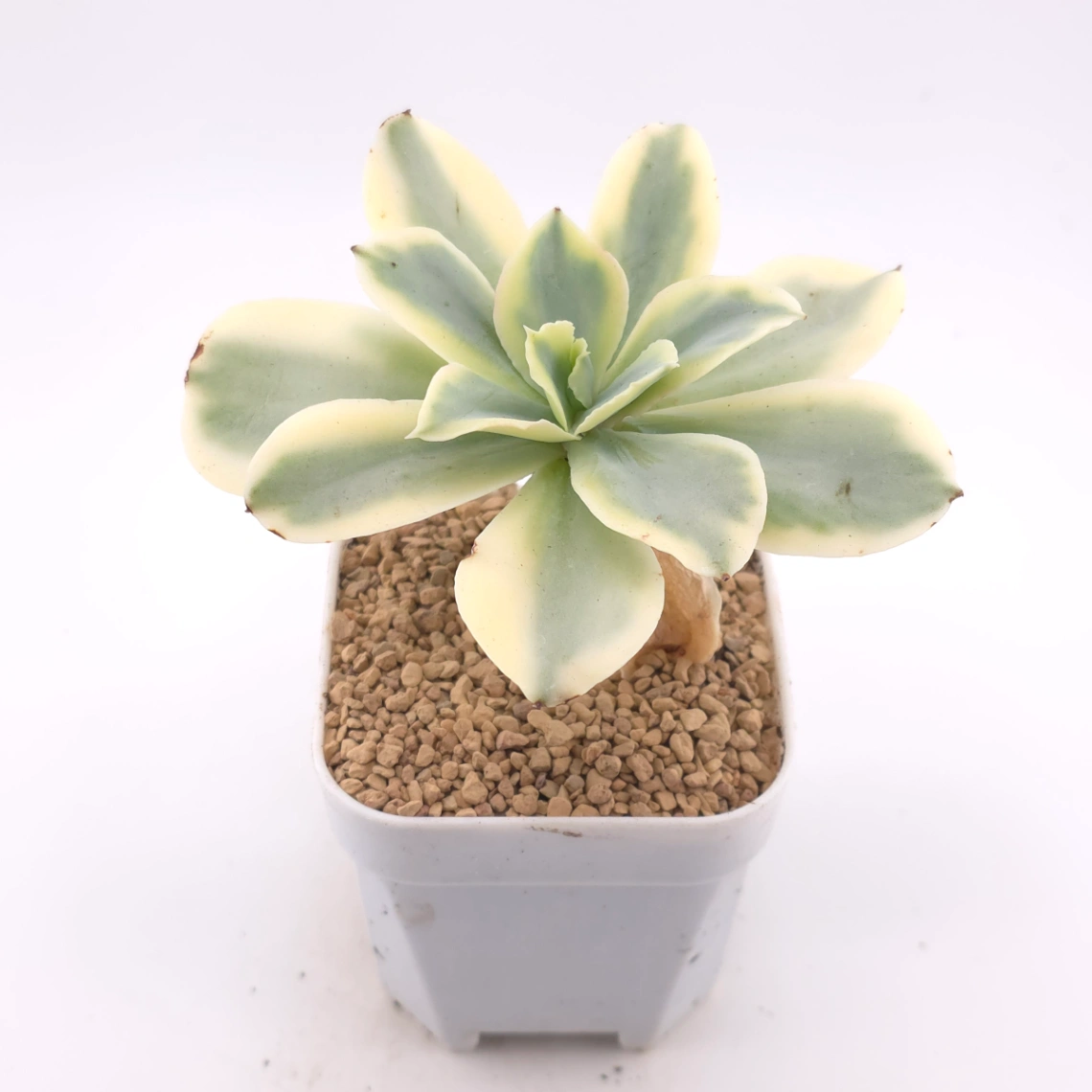 Echeveria ‘Japan Moon River’ variegated | 月亮河錦 thumbnail 2