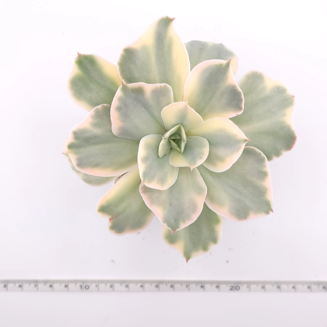 Echeveria ‘Japan Moon River’ variegated | 月亮河錦 thumbnail 4