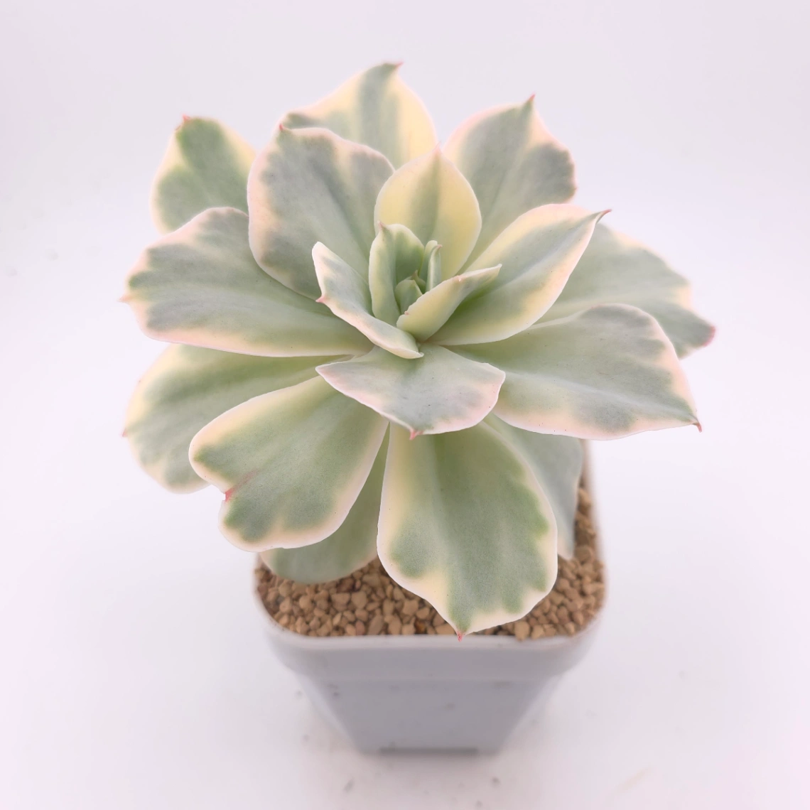 Echeveria ‘Japan Moon River’ variegated | 月亮河錦 - alternate view