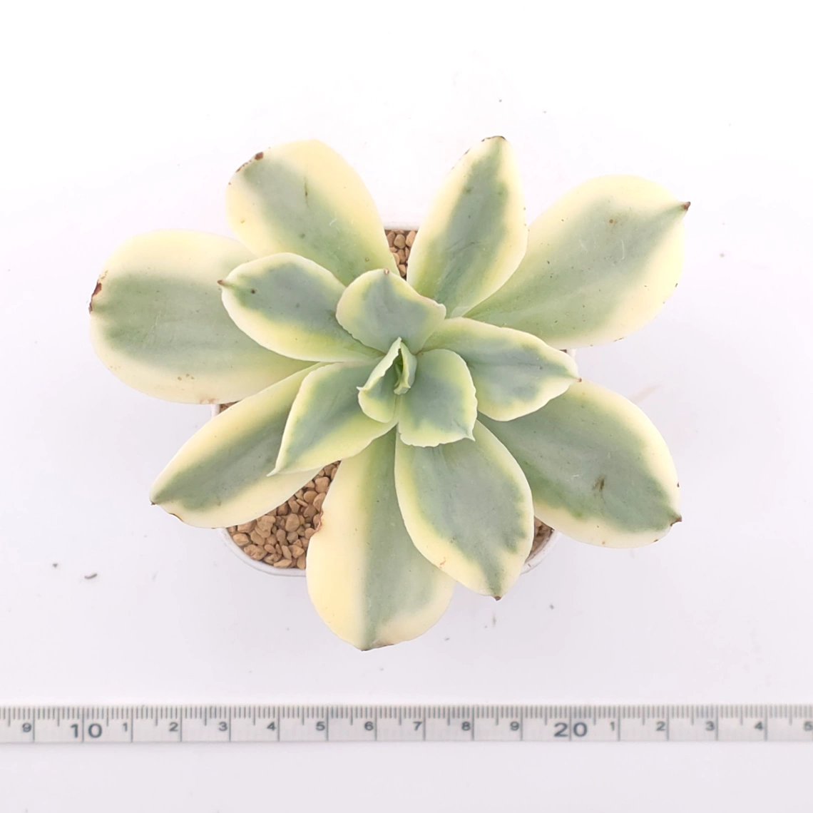 Echeveria ‘Japan Moon River’ variegated | 月亮河錦 thumbnail 4