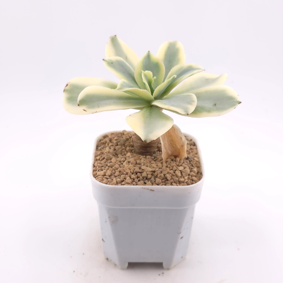 Echeveria ‘Japan Moon River’ variegated | 月亮河錦 thumbnail 3