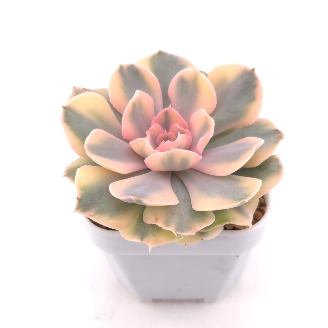Echeveria ‘Liberia’ variegated | 利比亞錦 - alternate view