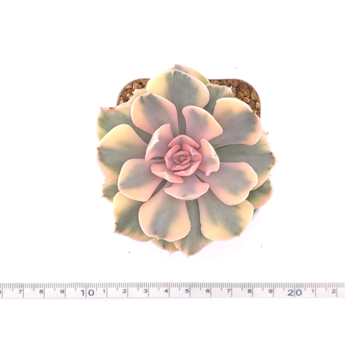 Echeveria ‘Liberia’ variegated | 利比亞錦 thumbnail 4