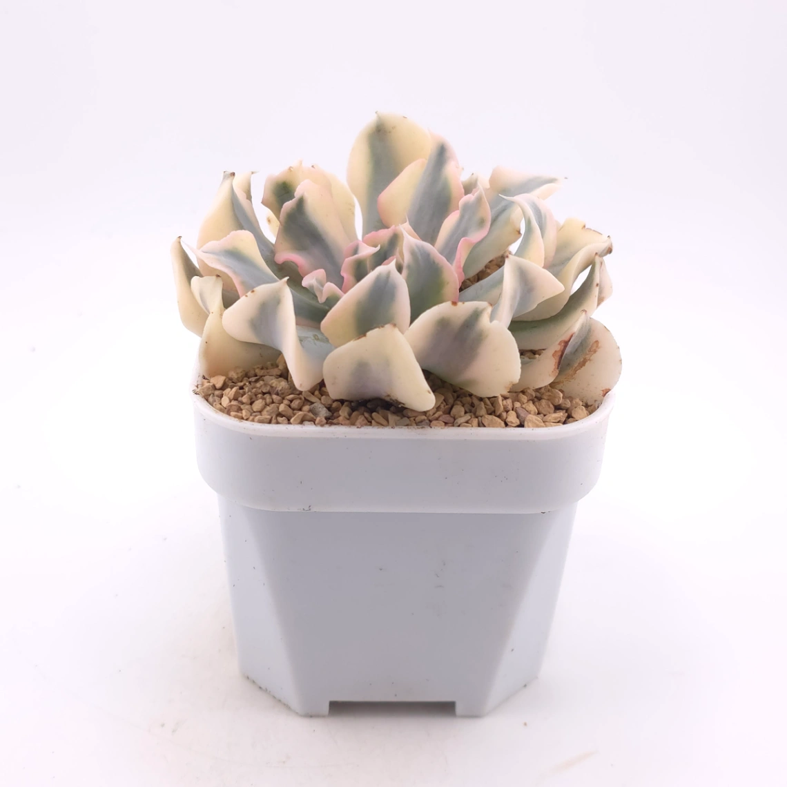 Echeveria ‘Liberia’ variegated | 利比亞錦 thumbnail 3