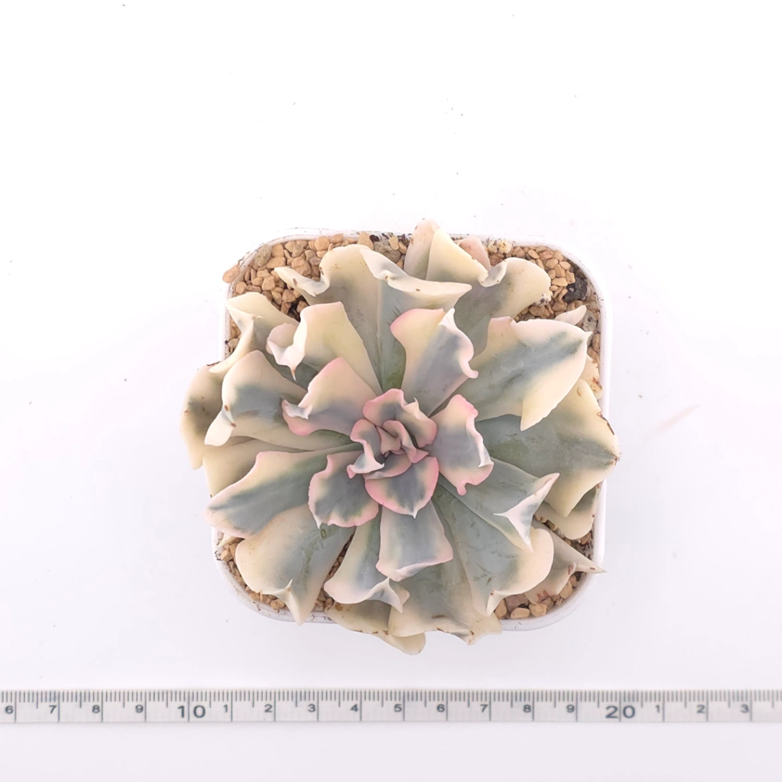 Echeveria ‘Liberia’ variegated | 利比亞錦 thumbnail 4