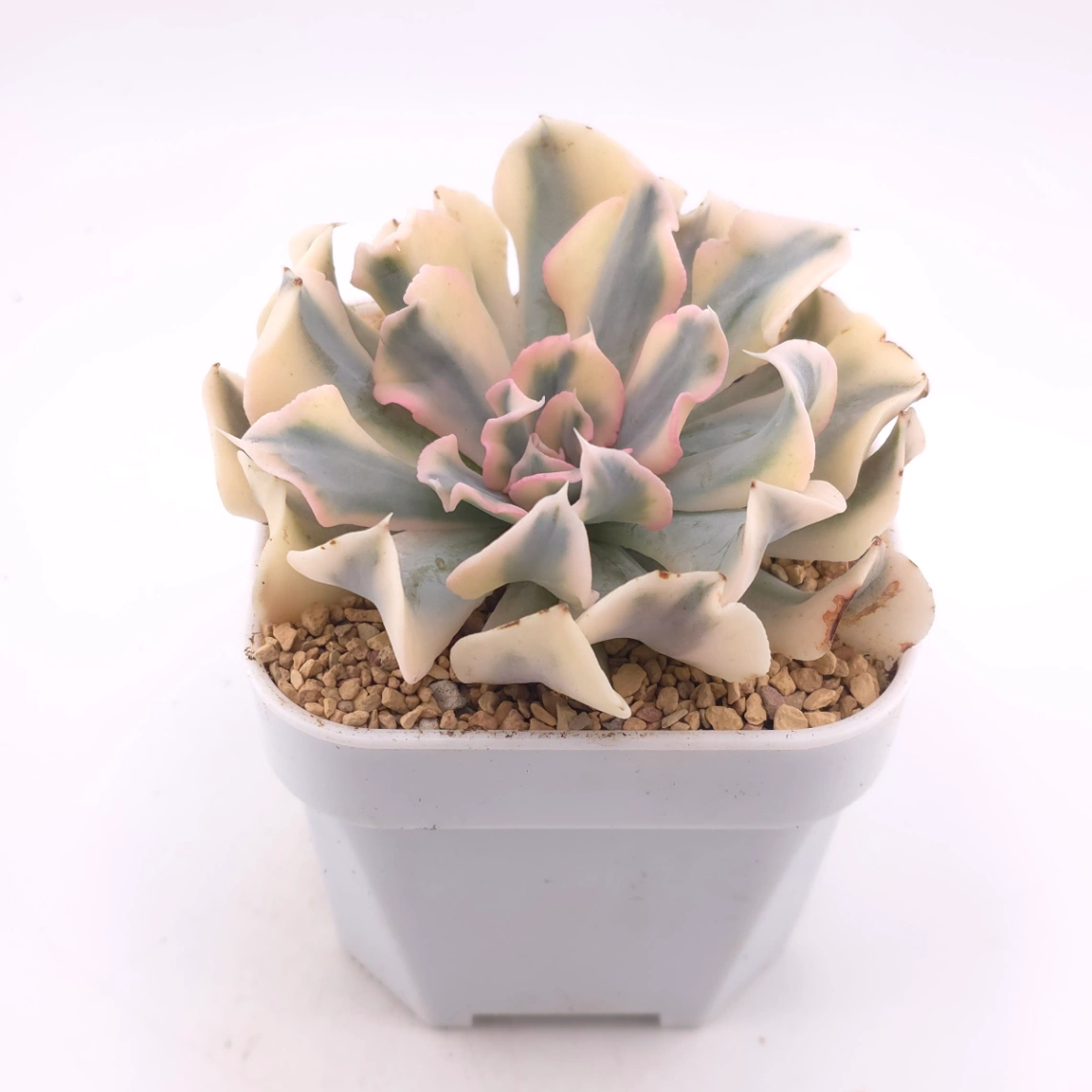 Echeveria ‘Liberia’ variegated | 利比亞錦 thumbnail 2