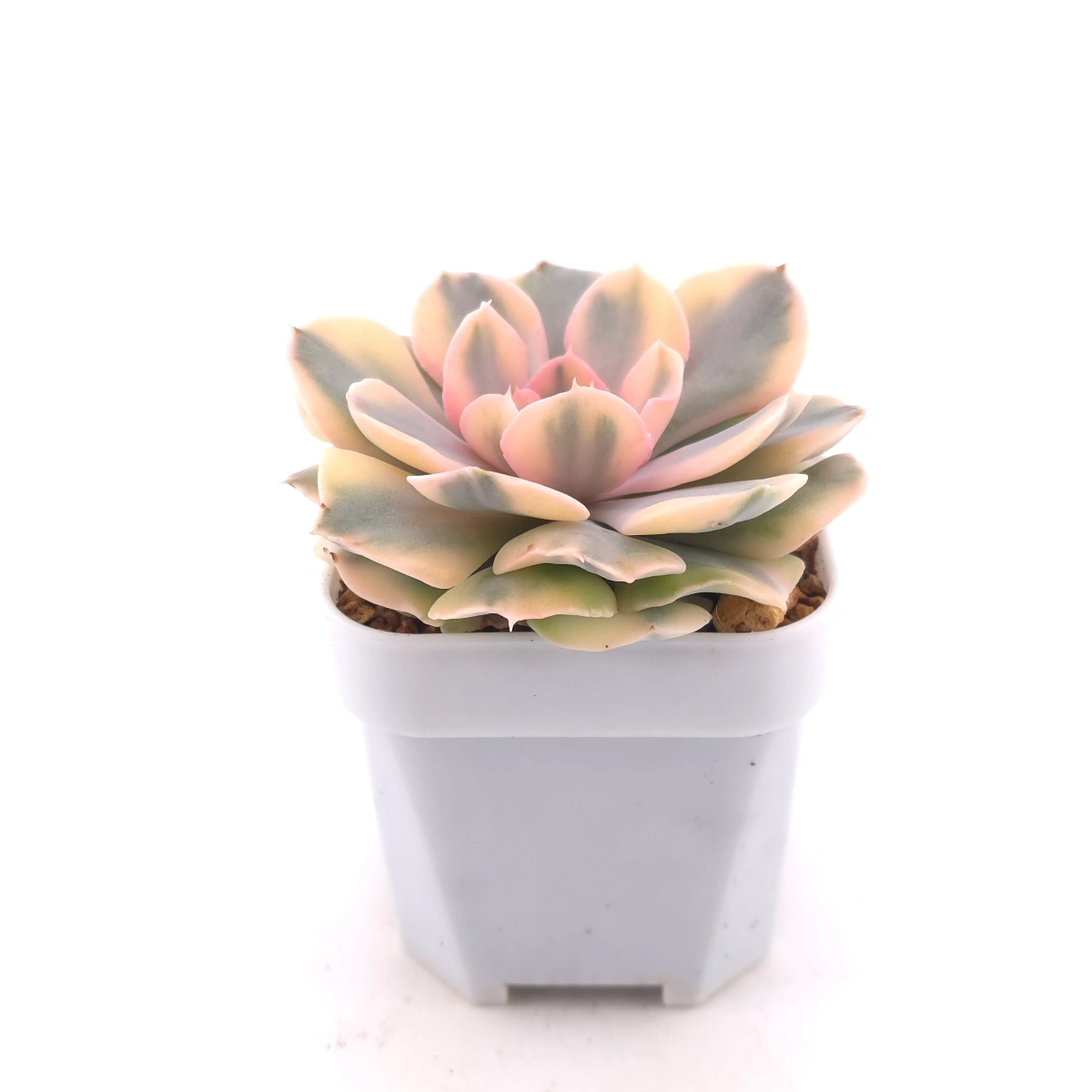 Echeveria ‘Liberia’ variegated | 利比亞錦 thumbnail 3