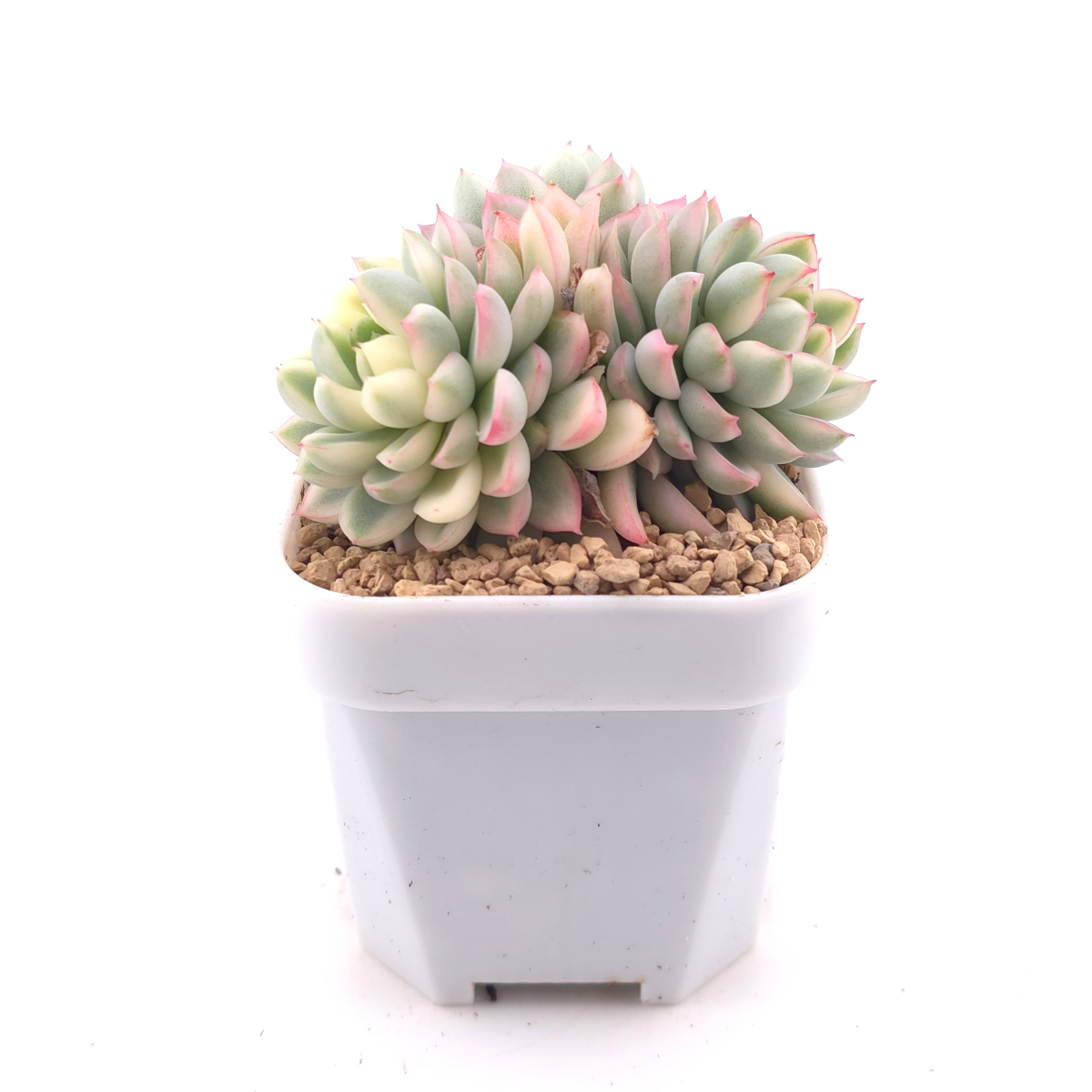 Echeveria ‘Mebina’ variegated clustering | 女雛錦群 thumbnail 3