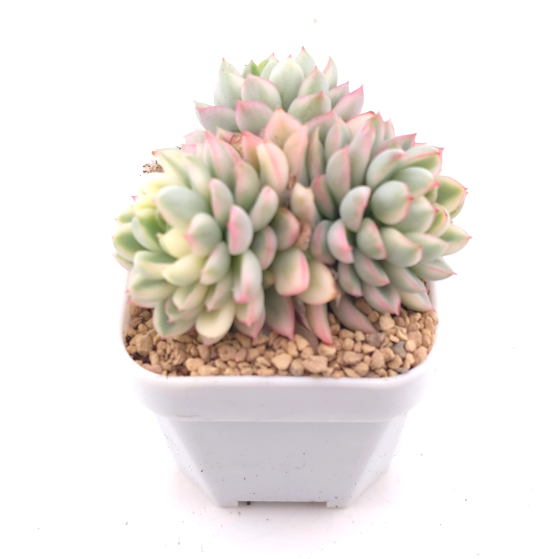 Echeveria ‘Mebina’ variegated clustering | 女雛錦群 thumbnail 2