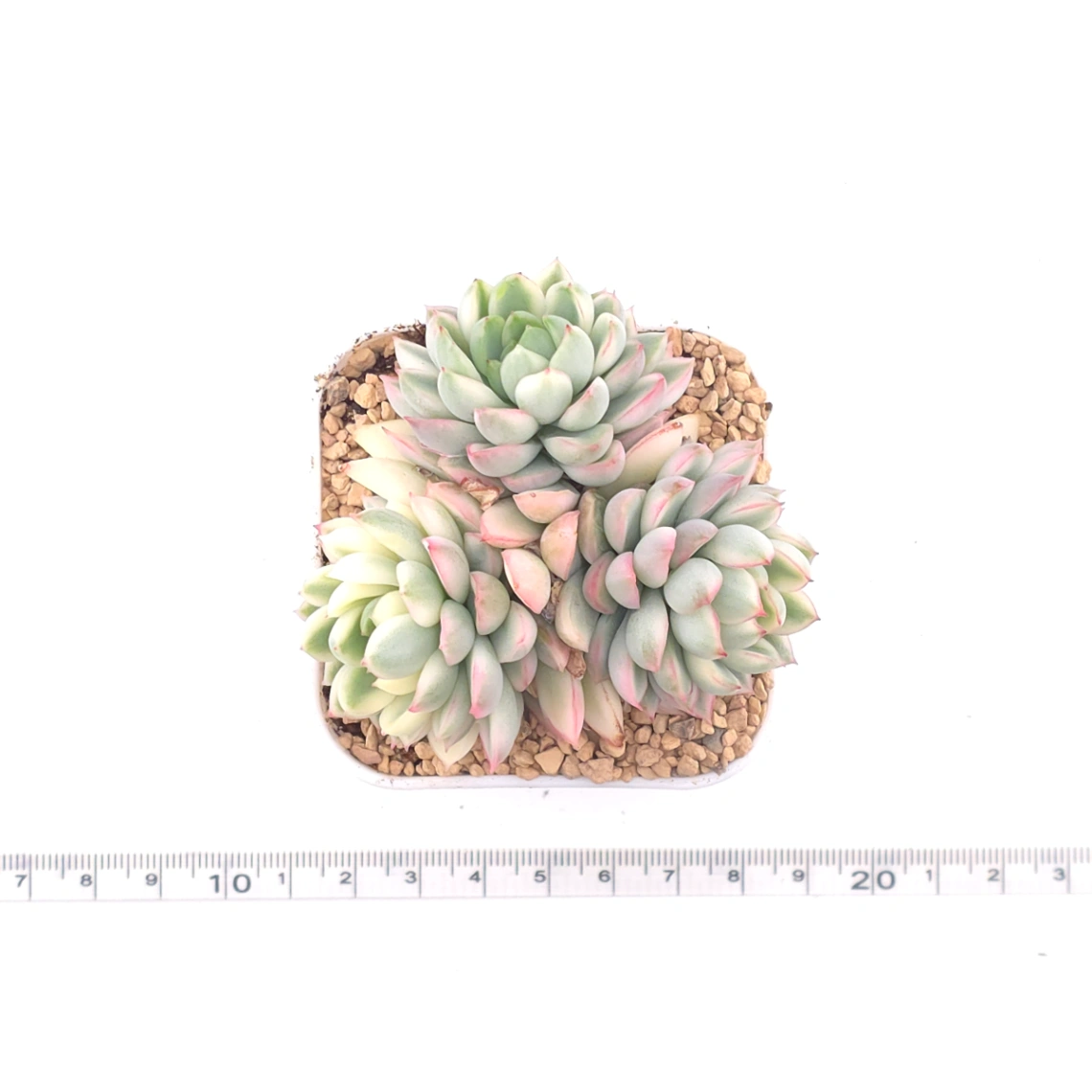 Echeveria ‘Mebina’ variegated clustering | 女雛錦群 thumbnail 4
