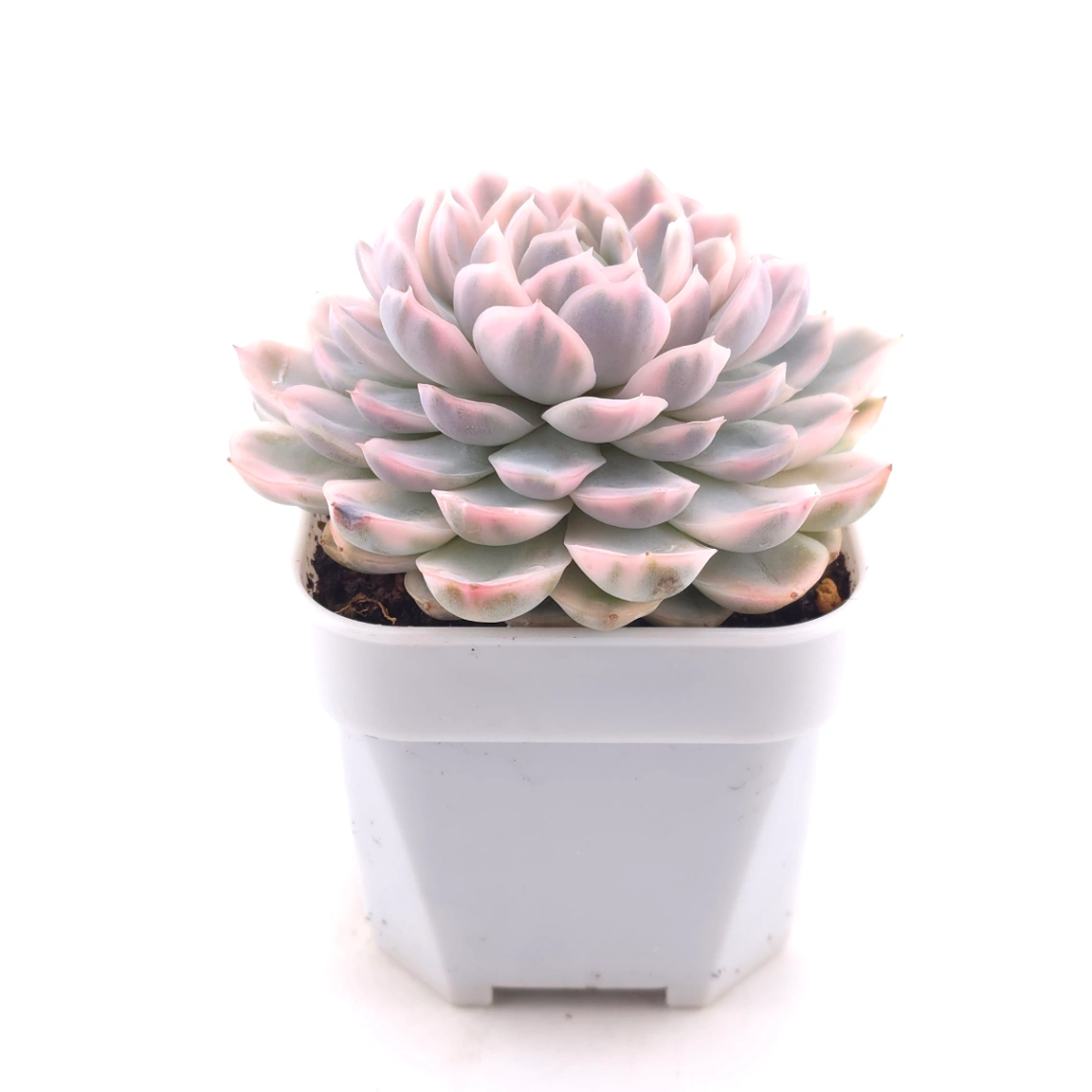 Echeveria ‘Mexican Snowball’ variegated | 墨西哥雪球錦 thumbnail 3