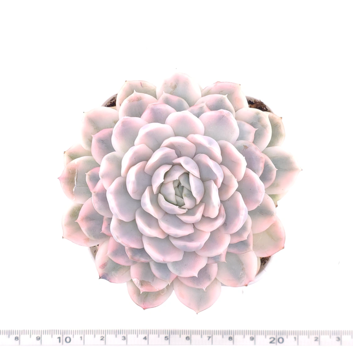 Echeveria ‘Mexican Snowball’ variegated | 墨西哥雪球錦 thumbnail 4