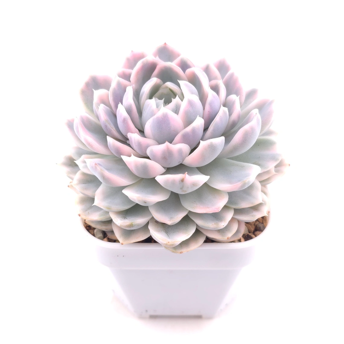 Echeveria ‘Mexican Snowball’ variegated | 墨西哥雪球錦 thumbnail 3