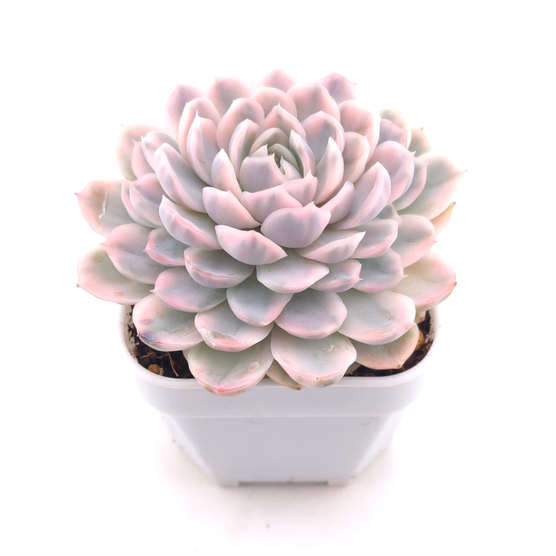Echeveria ‘Mexican Snowball’ variegated | 墨西哥雪球錦 thumbnail 2