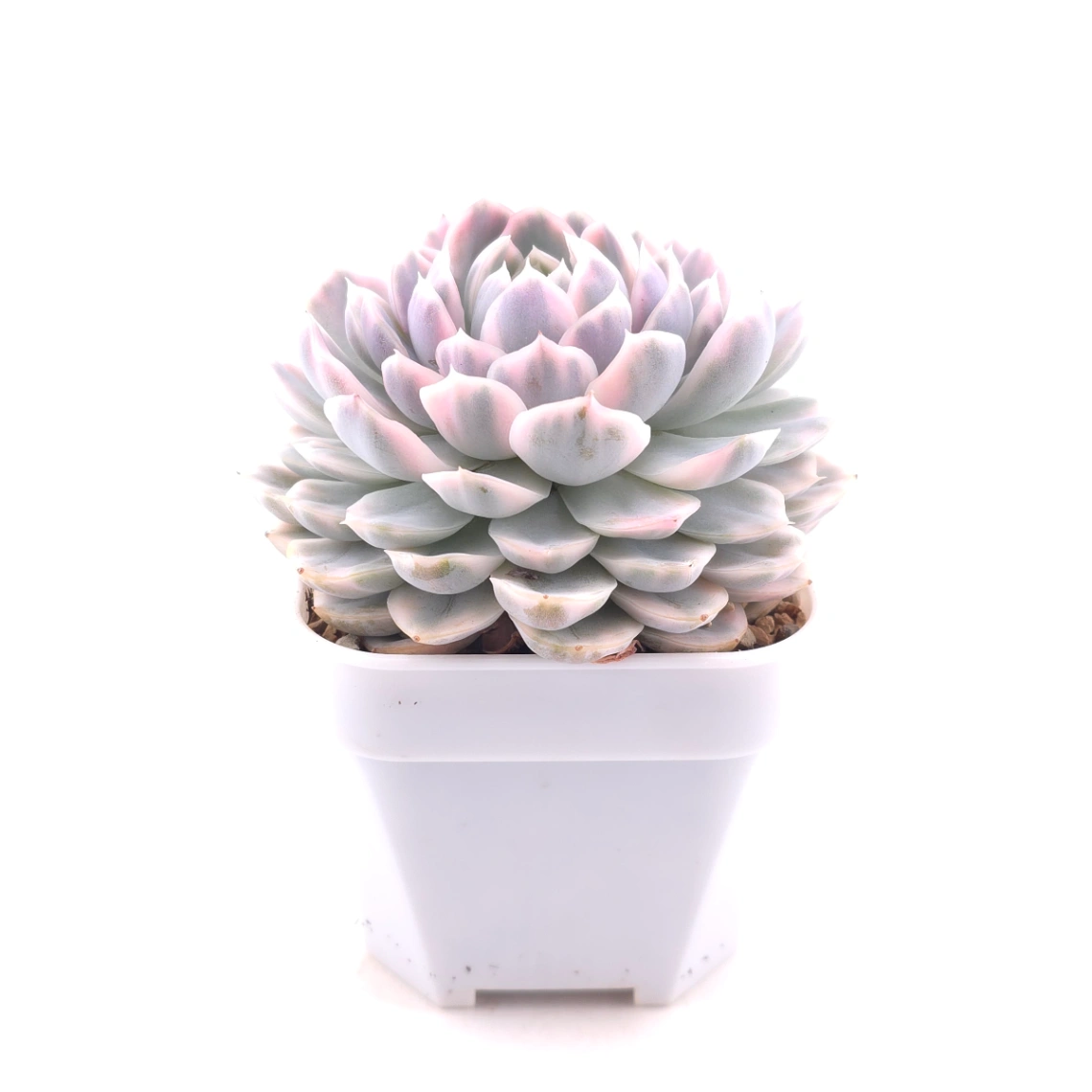 Echeveria ‘Mexican Snowball’ variegated | 墨西哥雪球錦 thumbnail 2