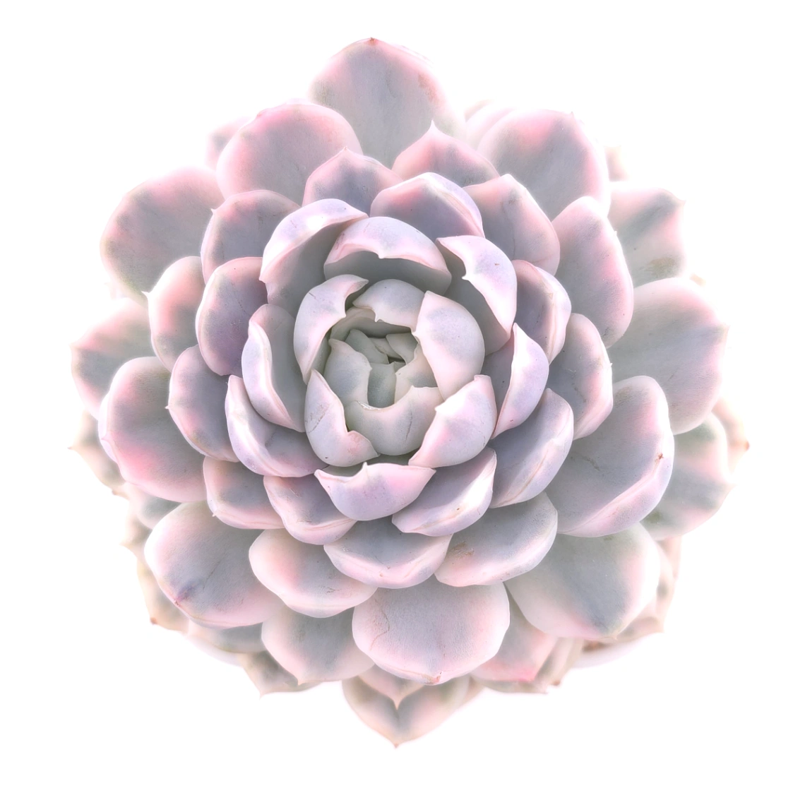 Echeveria ‘Mexican Snowball’ variegated | 墨西哥雪球錦 - View 1