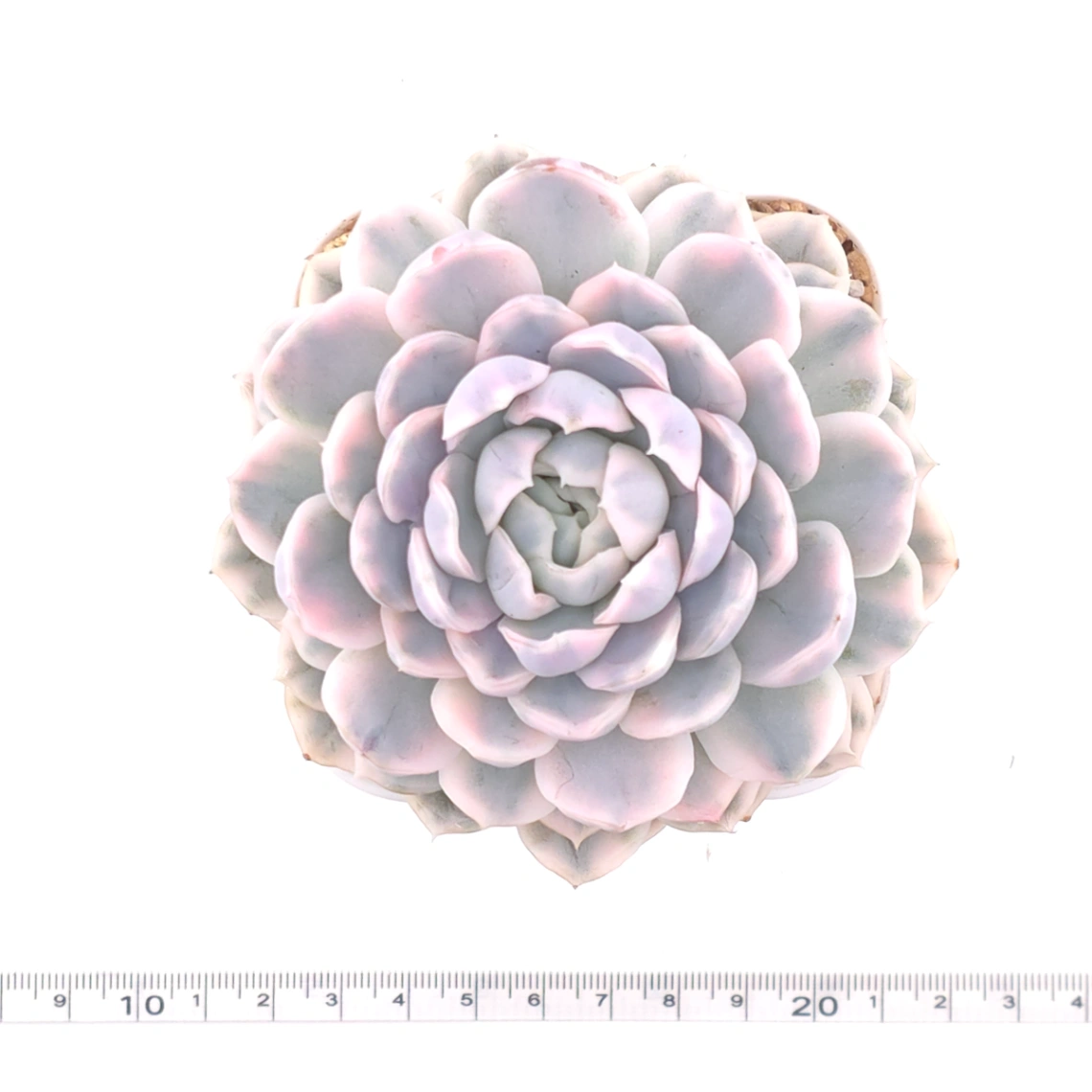 Echeveria ‘Mexican Snowball’ variegated | 墨西哥雪球錦 thumbnail 4