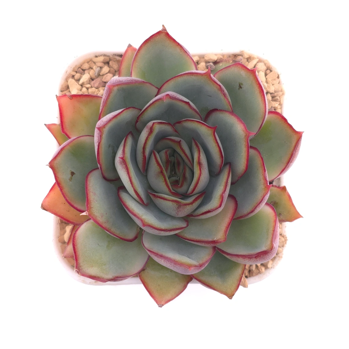 Echeveria ‘Moon Goddess’ | 月光女神 - View 1