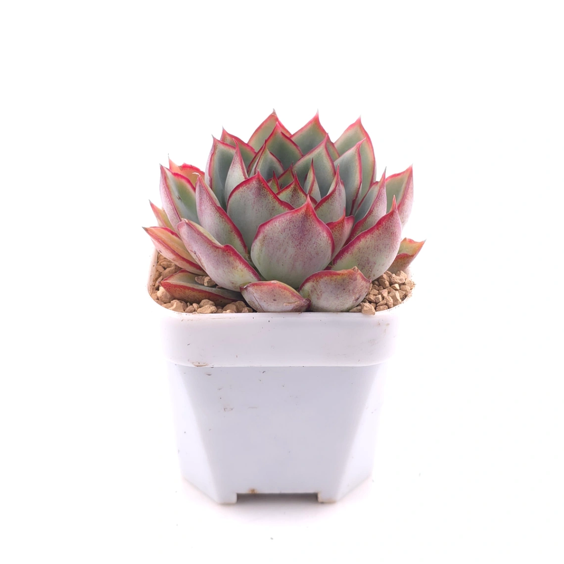 Echeveria ‘Moon Goddess’ | 月光女神 thumbnail 3