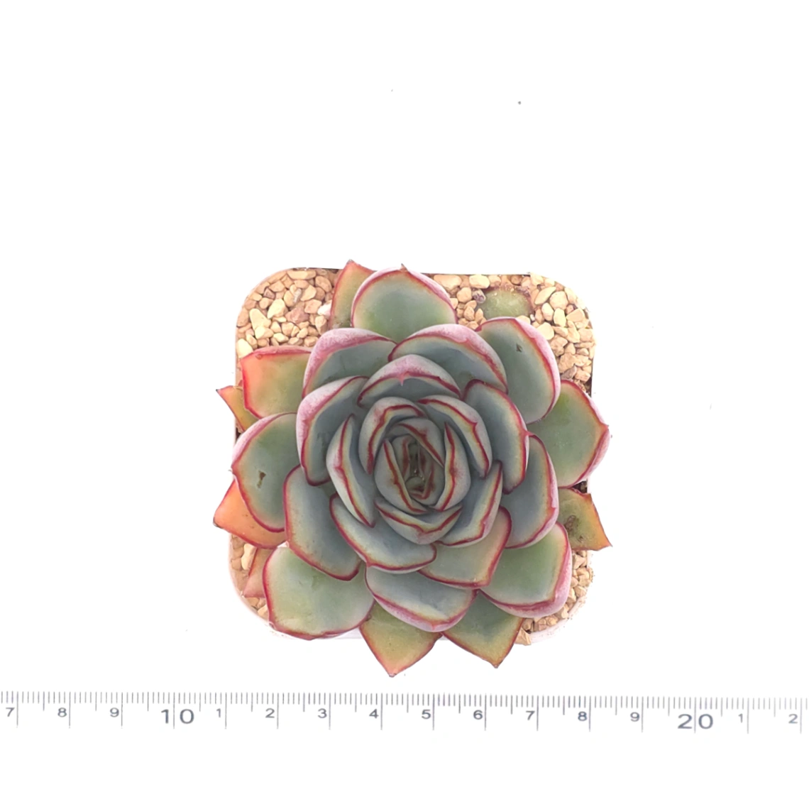 Echeveria ‘Moon Goddess’ | 月光女神 thumbnail 4