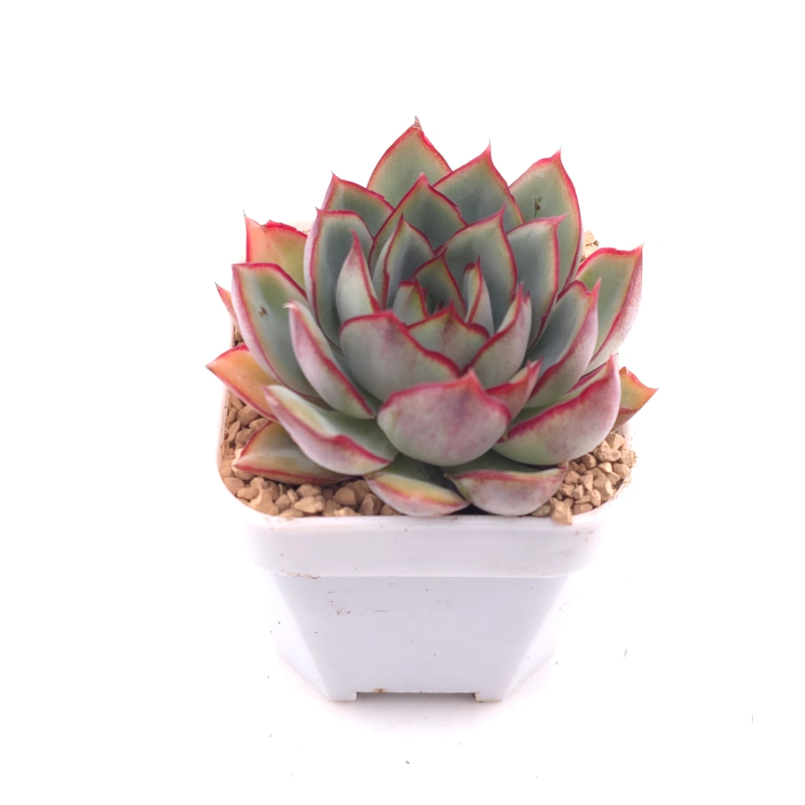 Echeveria ‘Moon Goddess’ | 月光女神 thumbnail 2