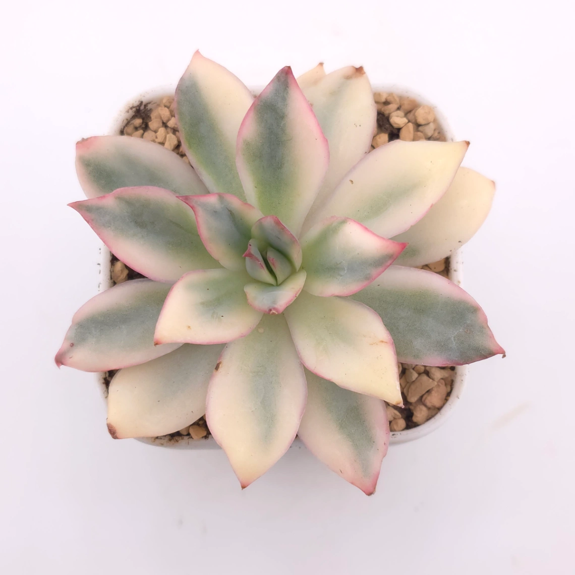 Echeveria ‘Moon Goddess’ Variegated | 月光女神錦 - View 1