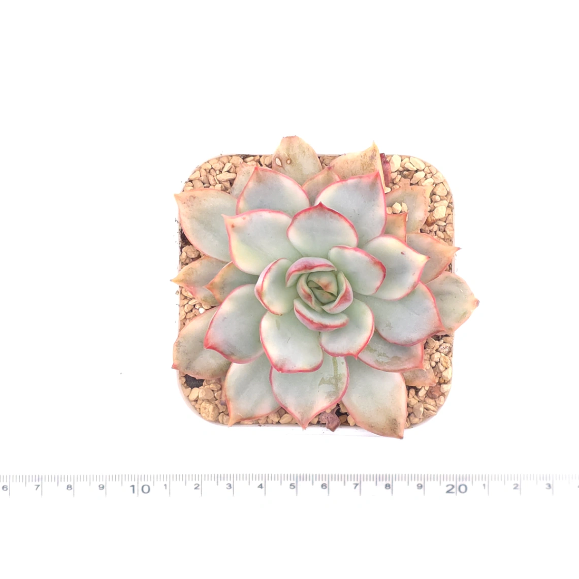 Echeveria ‘Moon Goddess’ Variegated | 月光女神錦 thumbnail 4