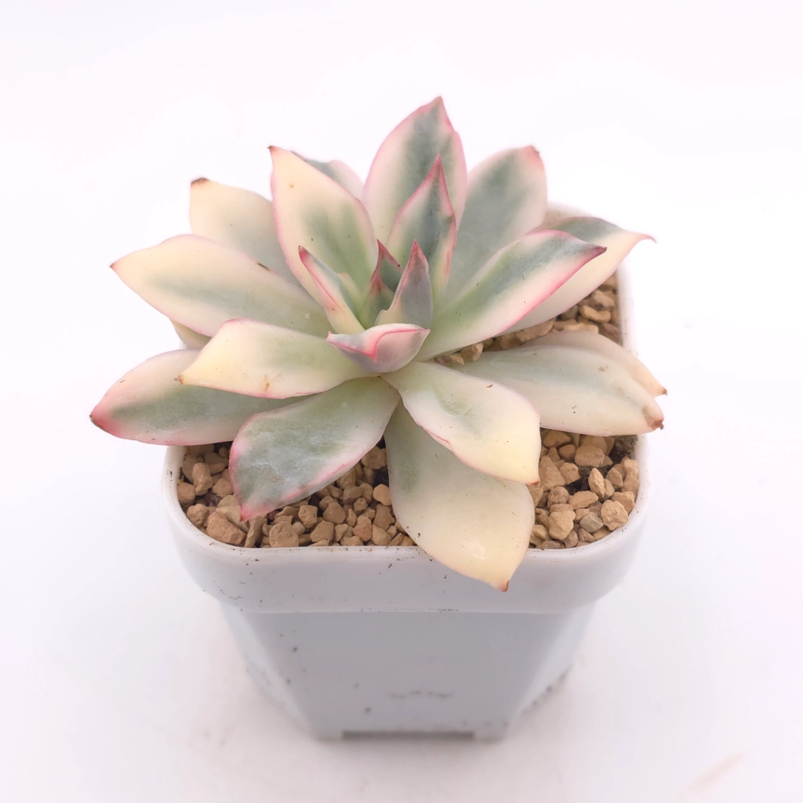 Echeveria ‘Moon Goddess’ Variegated | 月光女神錦 thumbnail 2