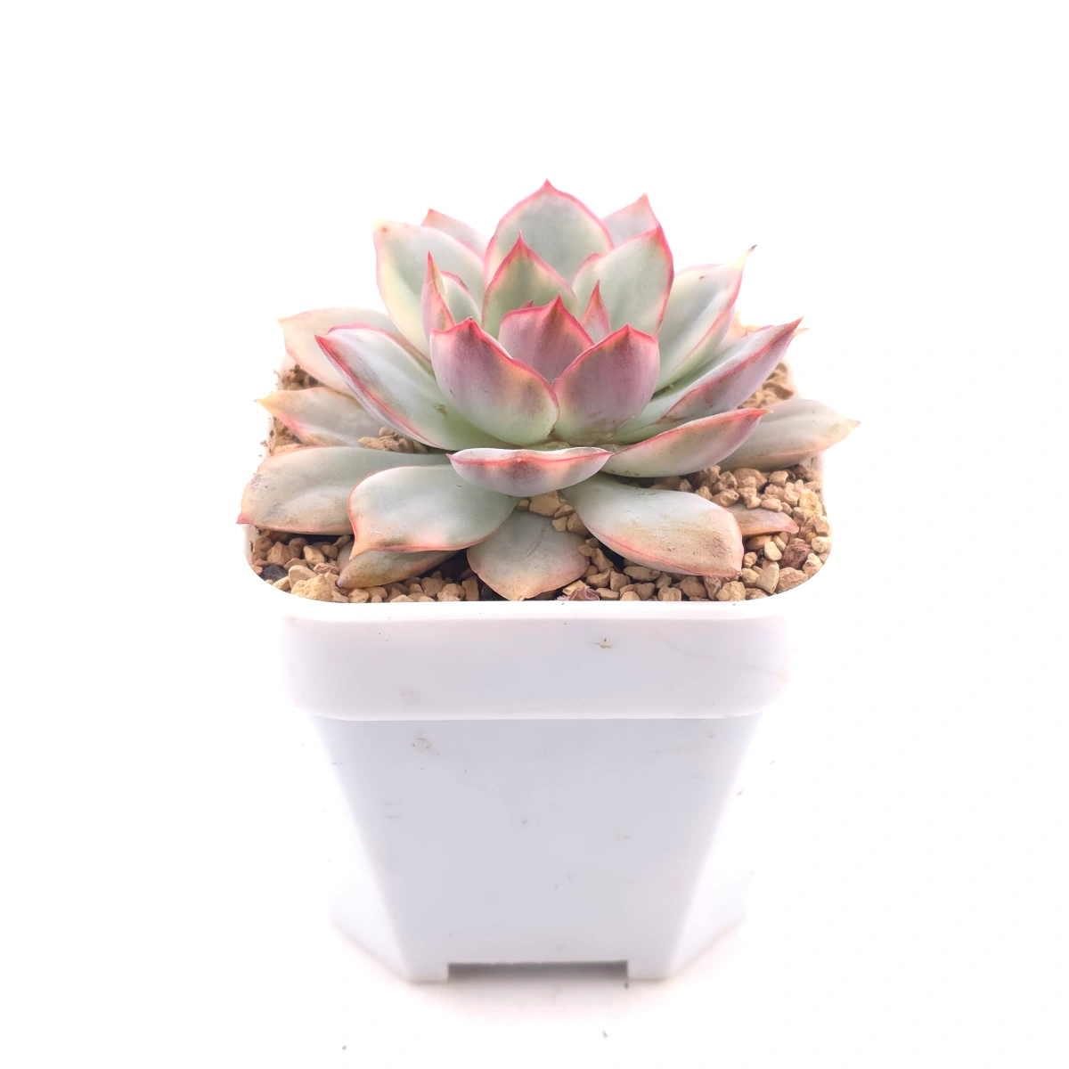 Echeveria ‘Moon Goddess’ Variegated | 月光女神錦 thumbnail 3