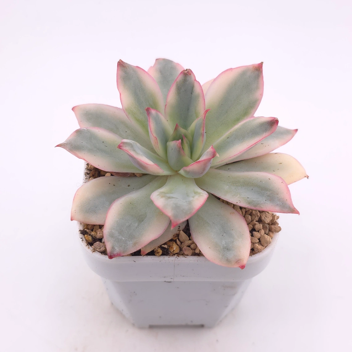 Echeveria ‘Moon Goddess’ Variegated | 月光女神錦 thumbnail 2