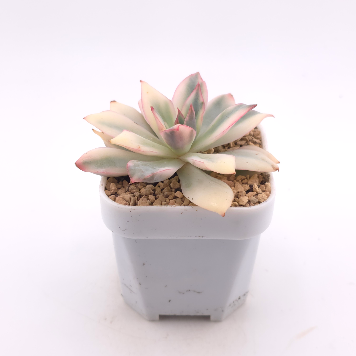 Echeveria ‘Moon Goddess’ Variegated | 月光女神錦 thumbnail 3
