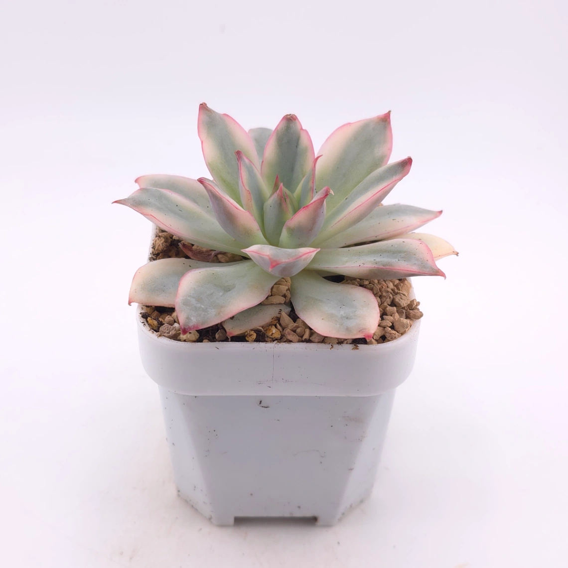 Echeveria ‘Moon Goddess’ Variegated | 月光女神錦 thumbnail 3