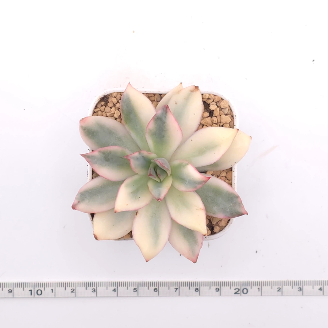 Echeveria ‘Moon Goddess’ Variegated | 月光女神錦 thumbnail 4