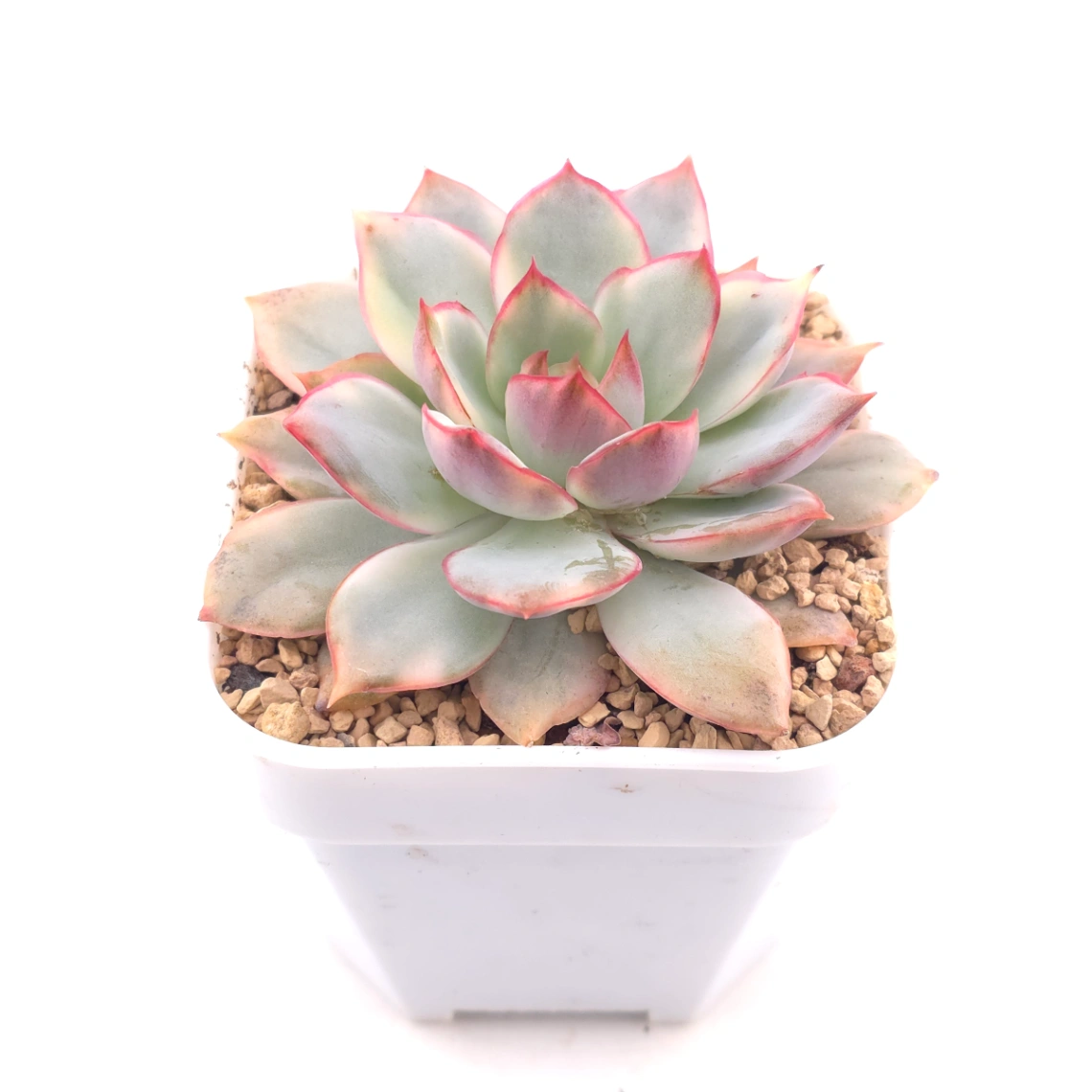 Echeveria ‘Moon Goddess’ Variegated | 月光女神錦 thumbnail 2