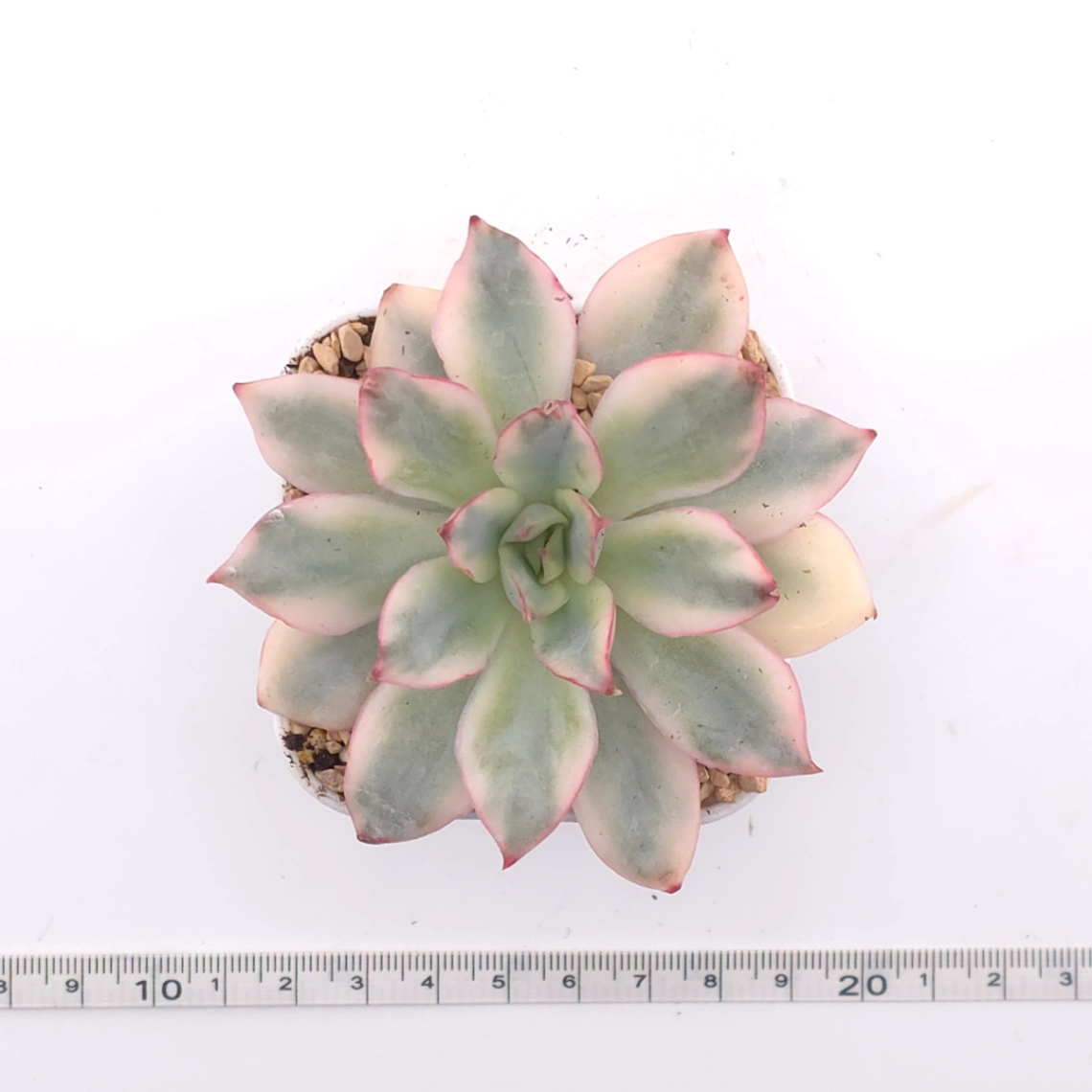 Echeveria ‘Moon Goddess’ Variegated | 月光女神錦 thumbnail 4