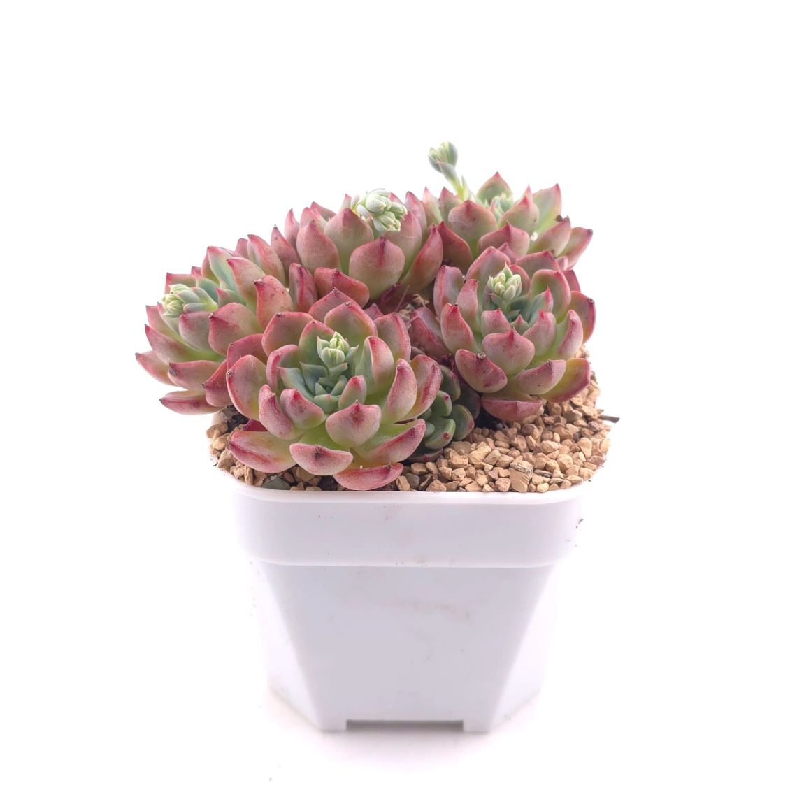 Echeveria 'Nana Mini Hook' | 娜娜小勾 thumbnail 3