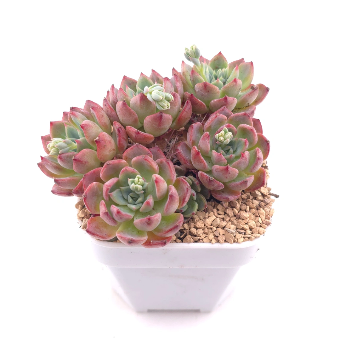 Echeveria 'Nana Mini Hook' | 娜娜小勾 thumbnail 2