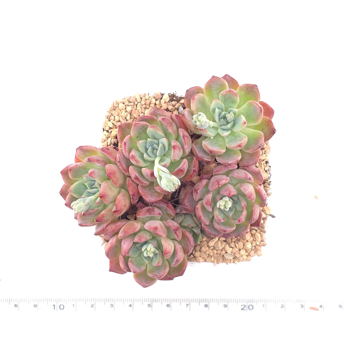 Echeveria 'Nana Mini Hook' | 娜娜小勾 thumbnail 4