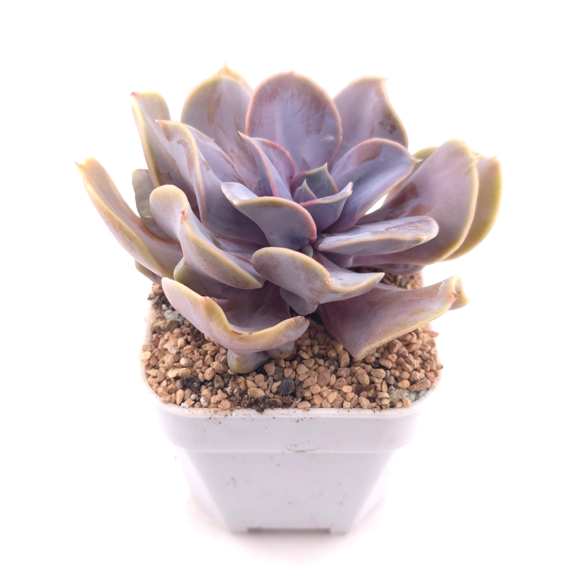 Echeveria 'Pearl In Love' | 熱戀珍珠 thumbnail 2
