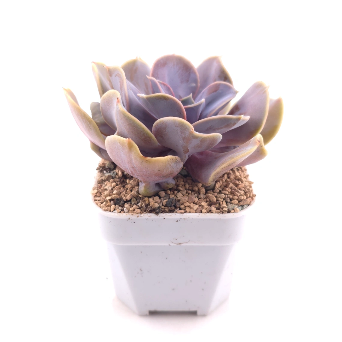 Echeveria 'Pearl In Love' | 熱戀珍珠 thumbnail 3
