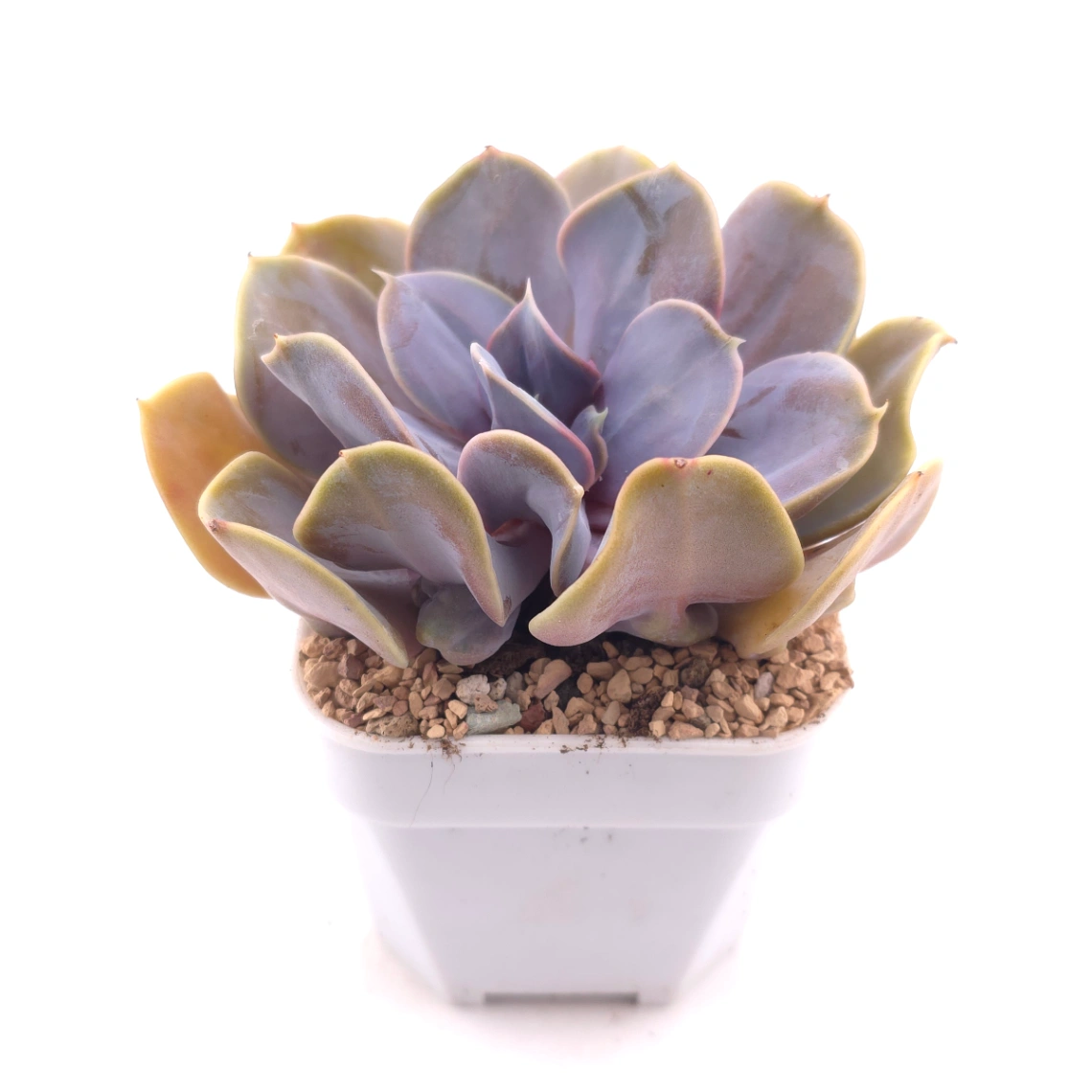 Echeveria 'Pearl In Love' | 熱戀珍珠 thumbnail 2