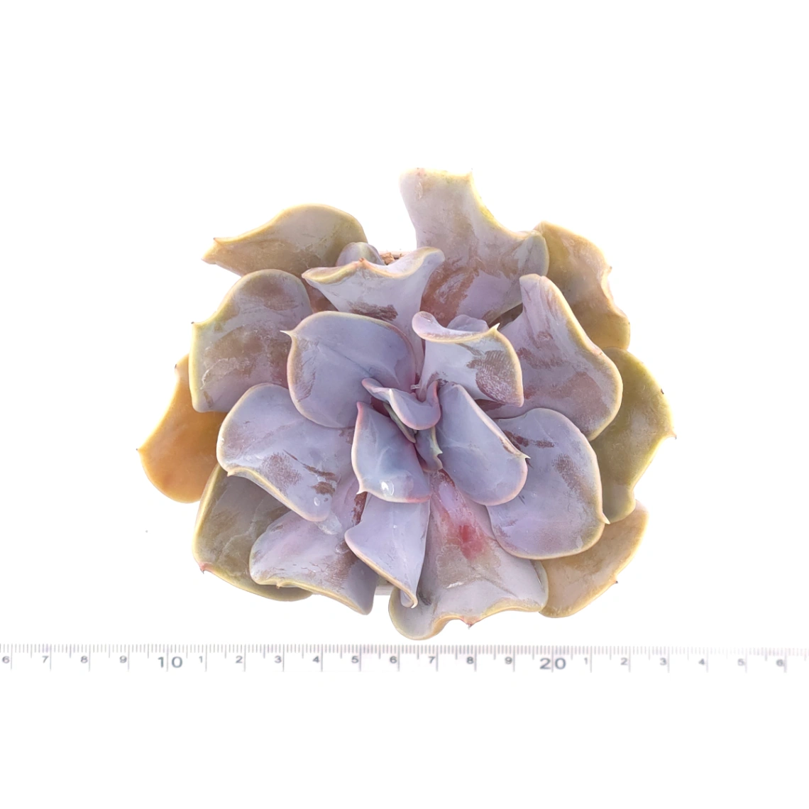 Echeveria 'Pearl In Love' | 熱戀珍珠 thumbnail 4