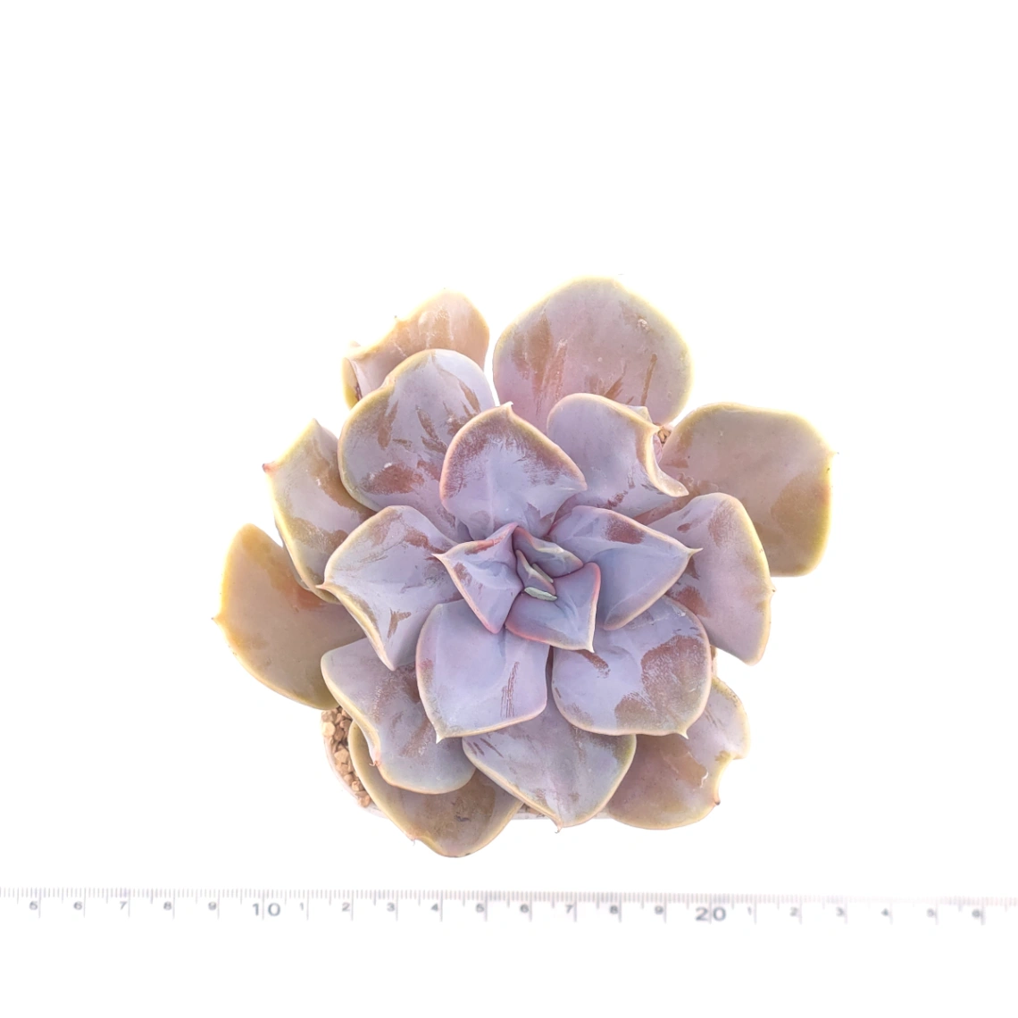 Echeveria 'Pearl In Love' | 熱戀珍珠 thumbnail 4