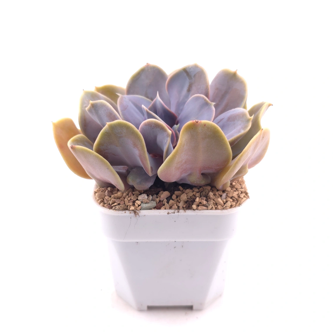 Echeveria 'Pearl In Love' | 熱戀珍珠 thumbnail 3