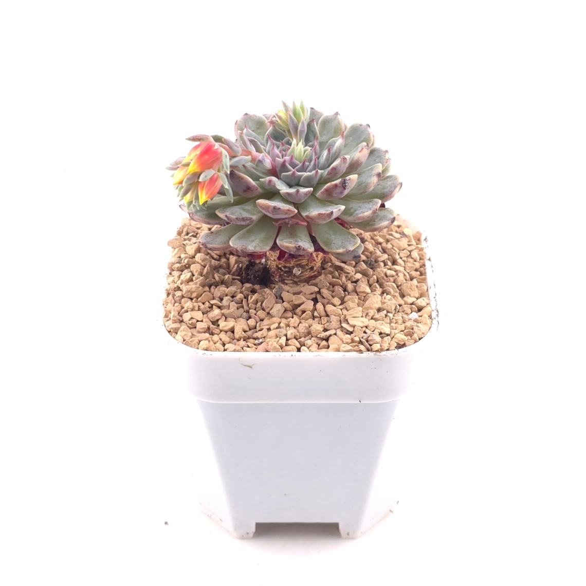 Echeveria 'Pinwheel' | 紙風車 thumbnail 3