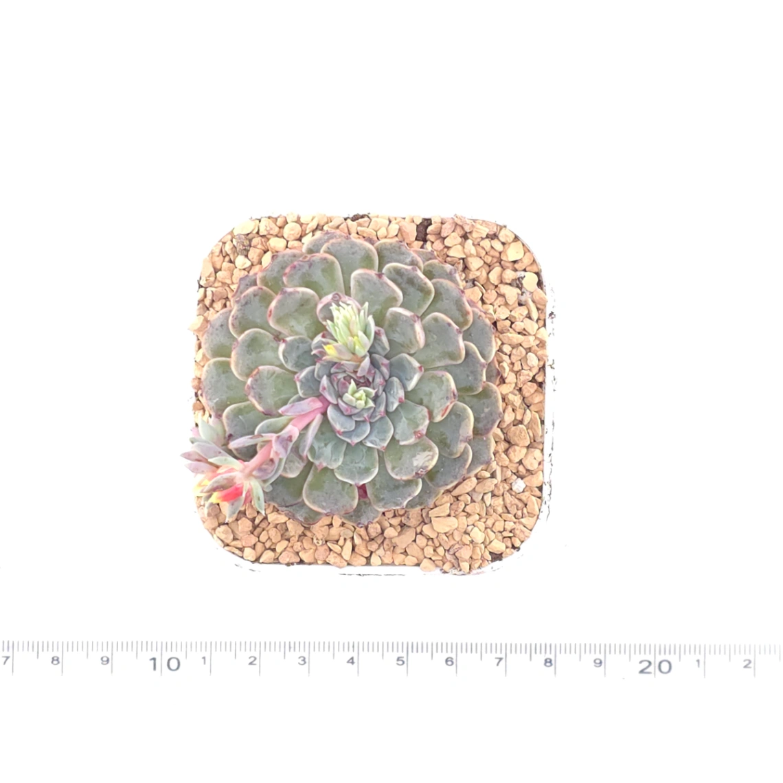 Echeveria 'Pinwheel' | 紙風車 thumbnail 4